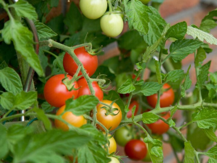 Heating network grows tomatoes